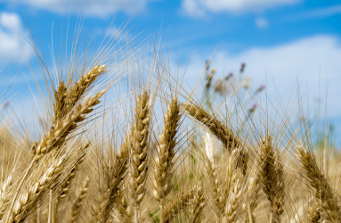 אופס! נסו לרענן את הדף :)