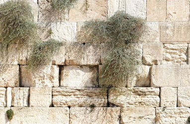 אופס! נסו לרענן את הדף :)