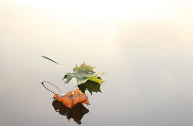 אופס! נסו לרענן את הדף :)