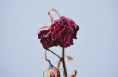 אופס! נסו לרענן את הדף :)